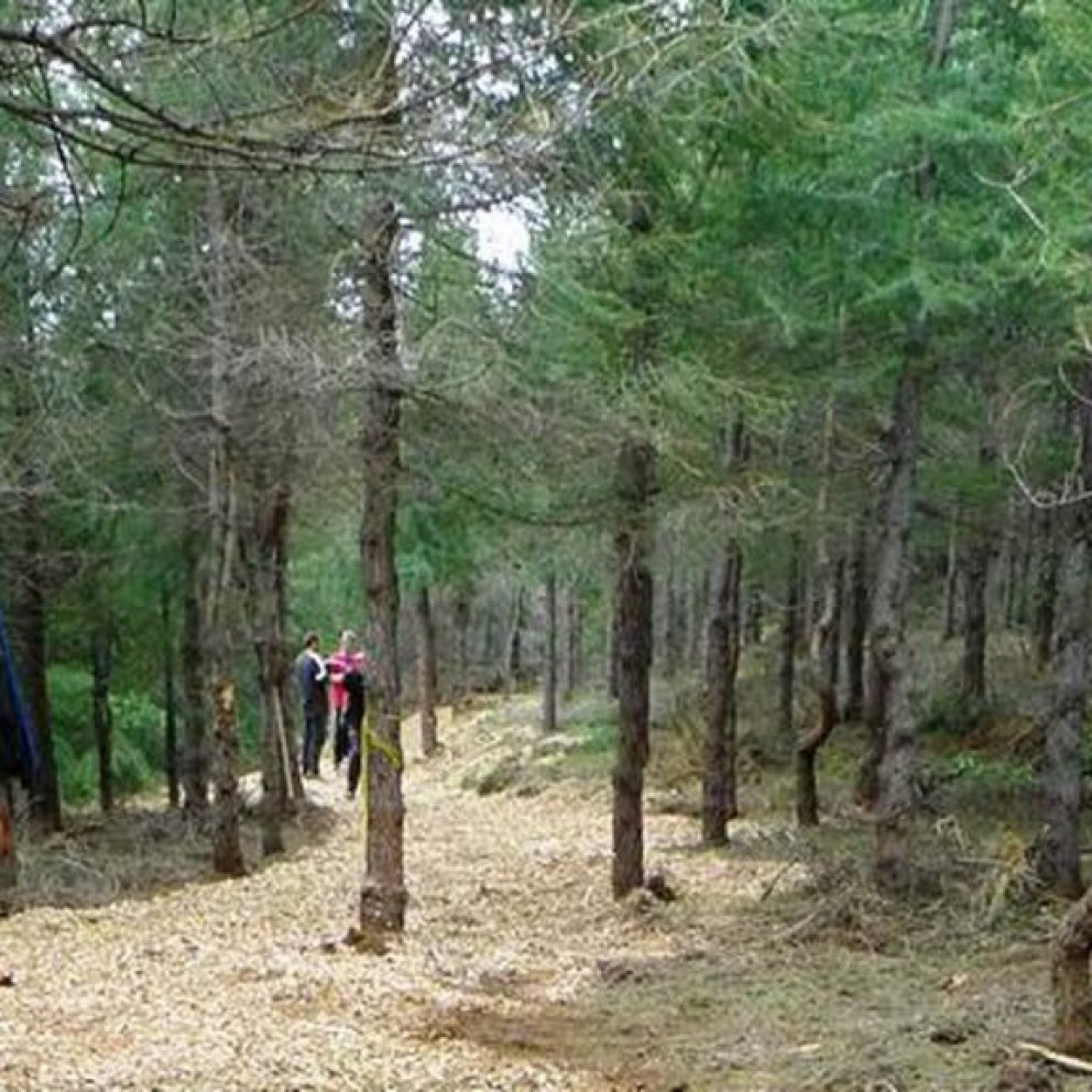 Fjölskylduganga um Laugalandsskóg