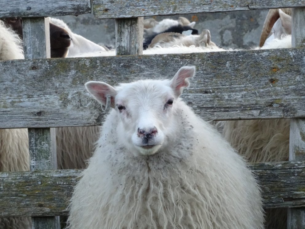 Göngur almennt laugardaginn 14. september 2019