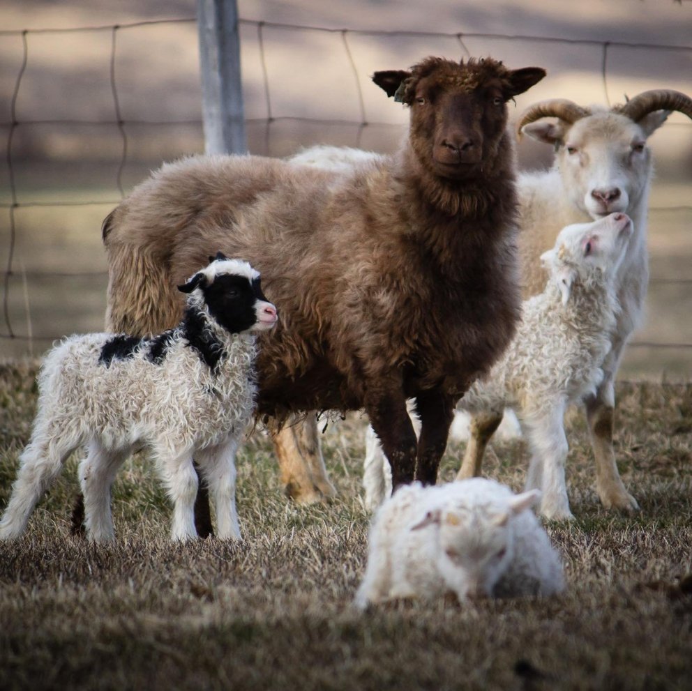 Staða landbúnaðarins