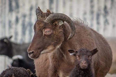 Sleppidagur sauðfjár og viðhald girðinga