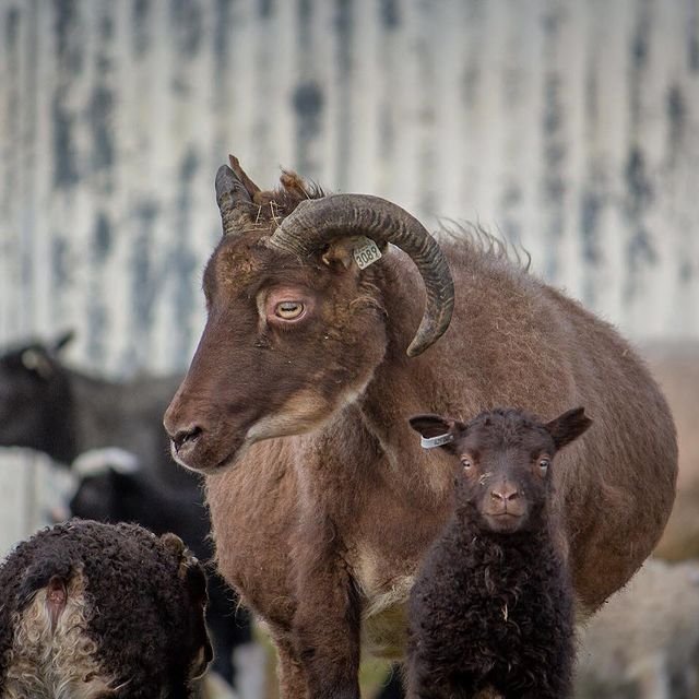 Gangnaseðlar haustið 2022