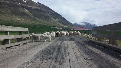 Undanþágur frá fjallskilum