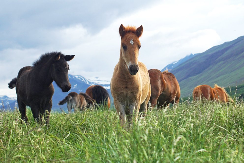 Fréttabréf | 14. árgangur 5. tölublað