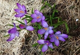 Umhverfisátak - plokk