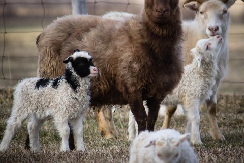 Staða landbúnaðarins