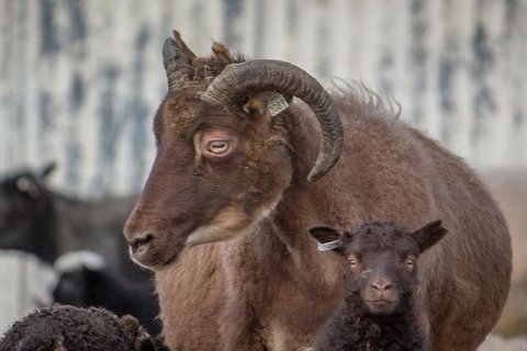 Sleppidagur sauðfjár og viðhald girðinga