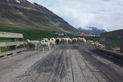 Undanþágur frá fjallskilum