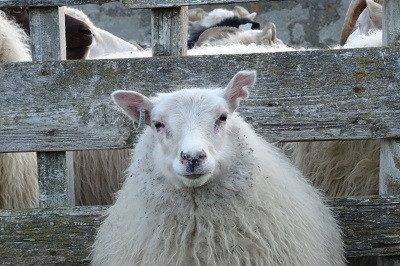 Tímasetning gangna haustið 2018
