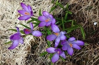 Umhverfisátak - plokk